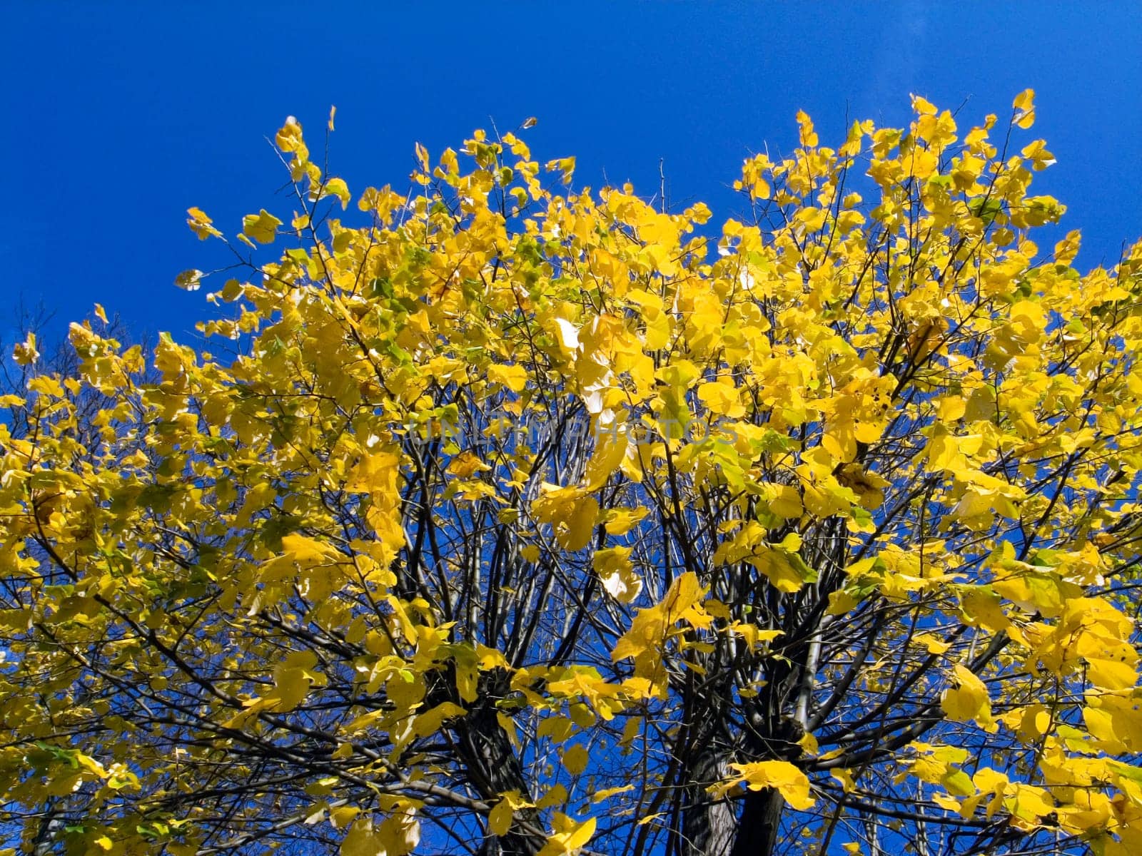 Autumn - Impressions - 1