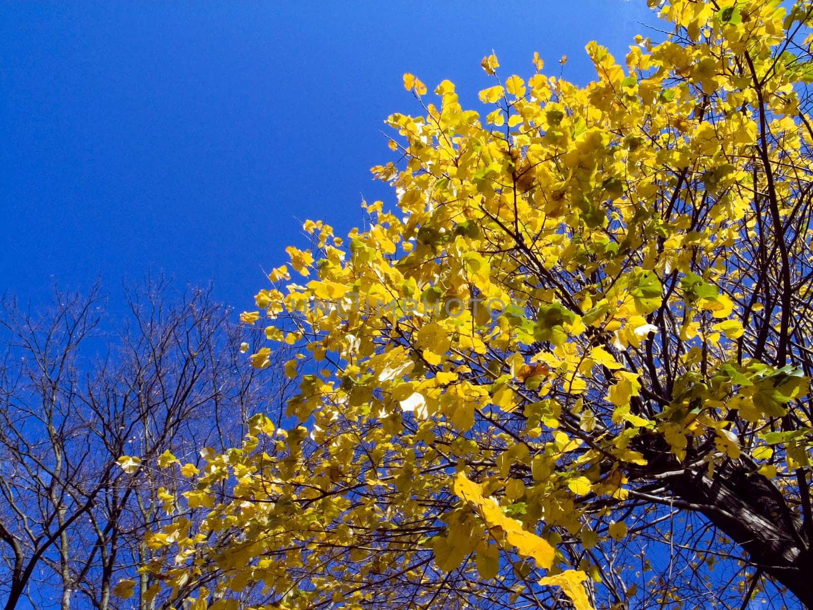 Autumn - Impressions - 3