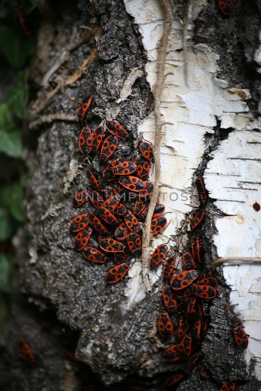 Firebugs