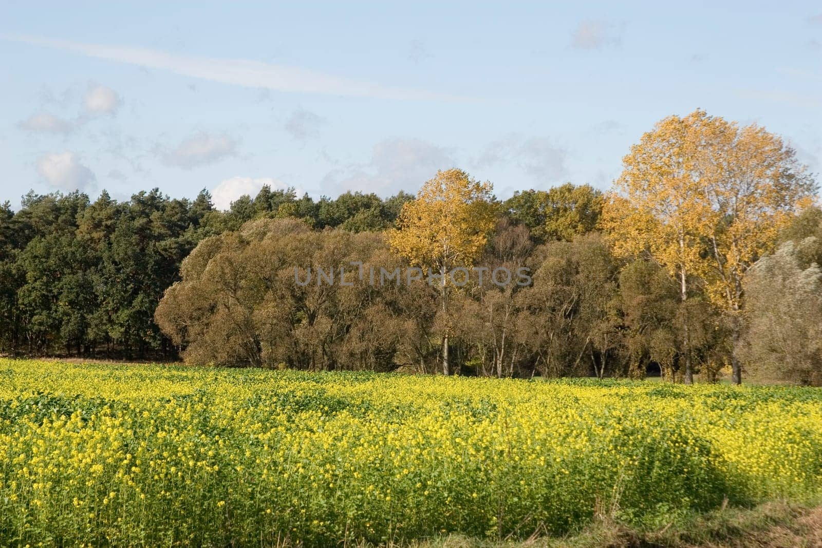 Late rapeseed