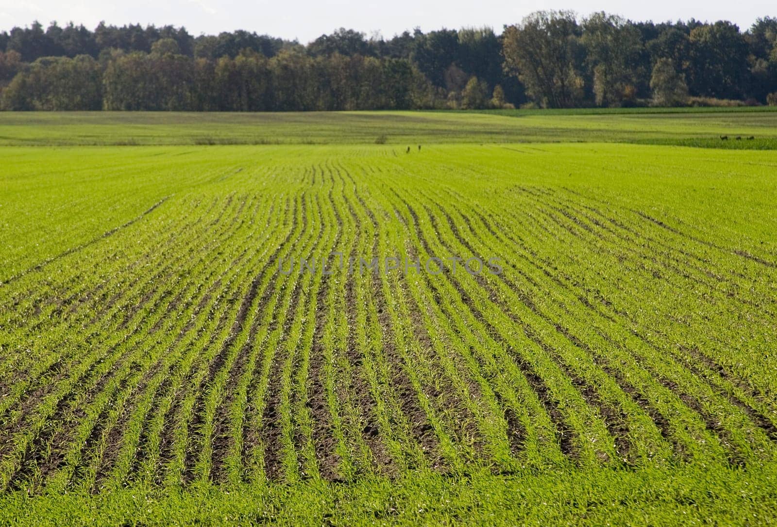 Winter barley