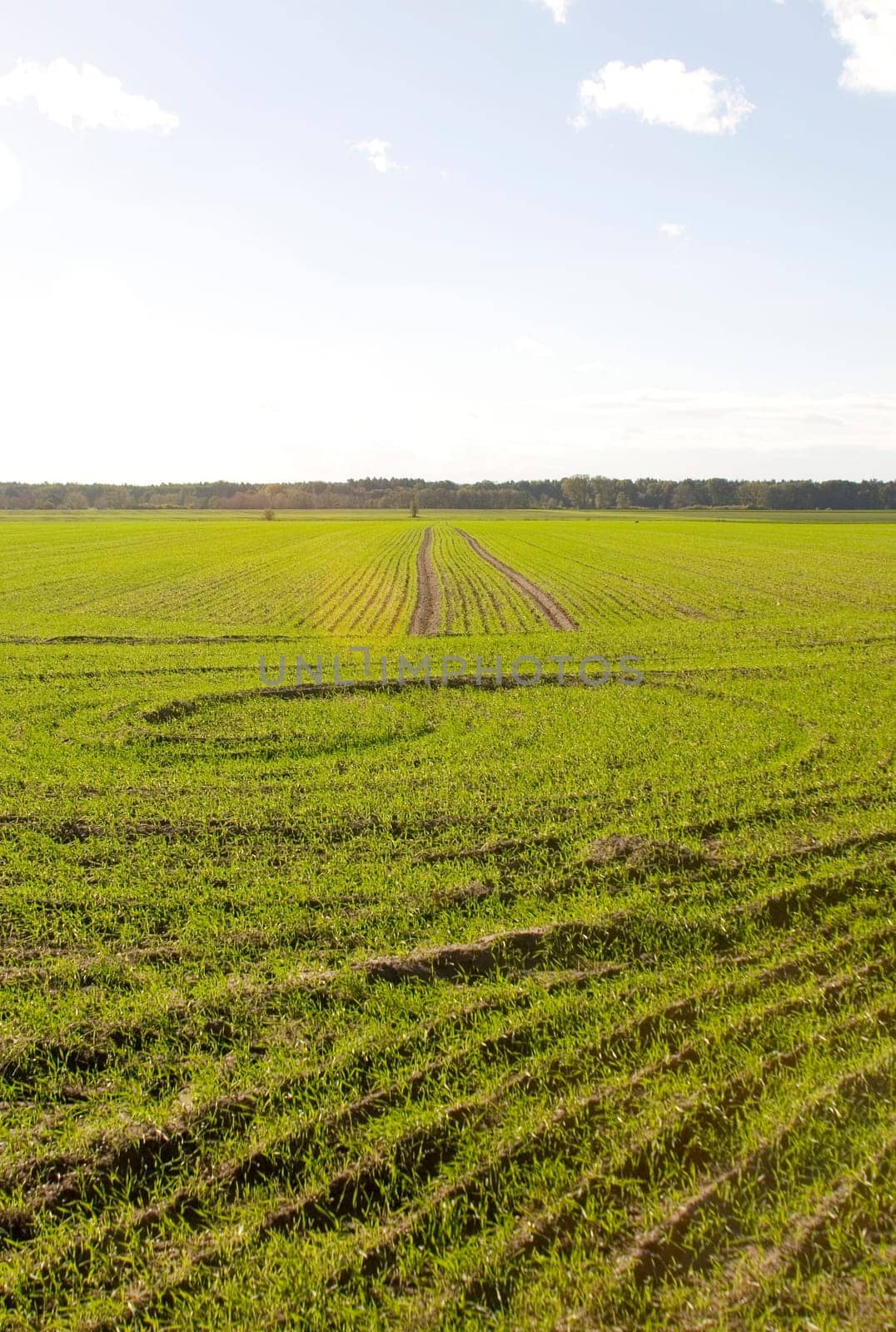 Winter rye
