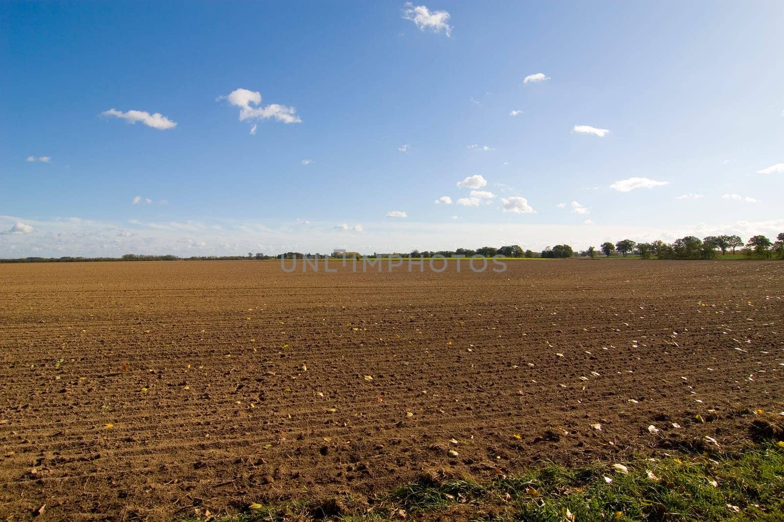 Brown autumn field