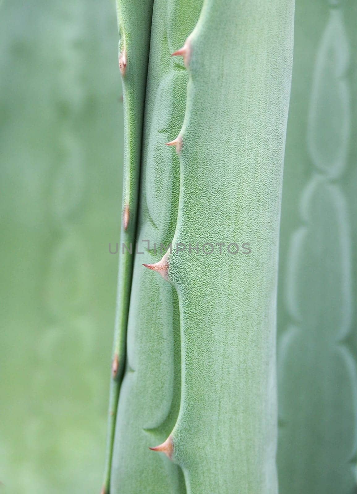 agave