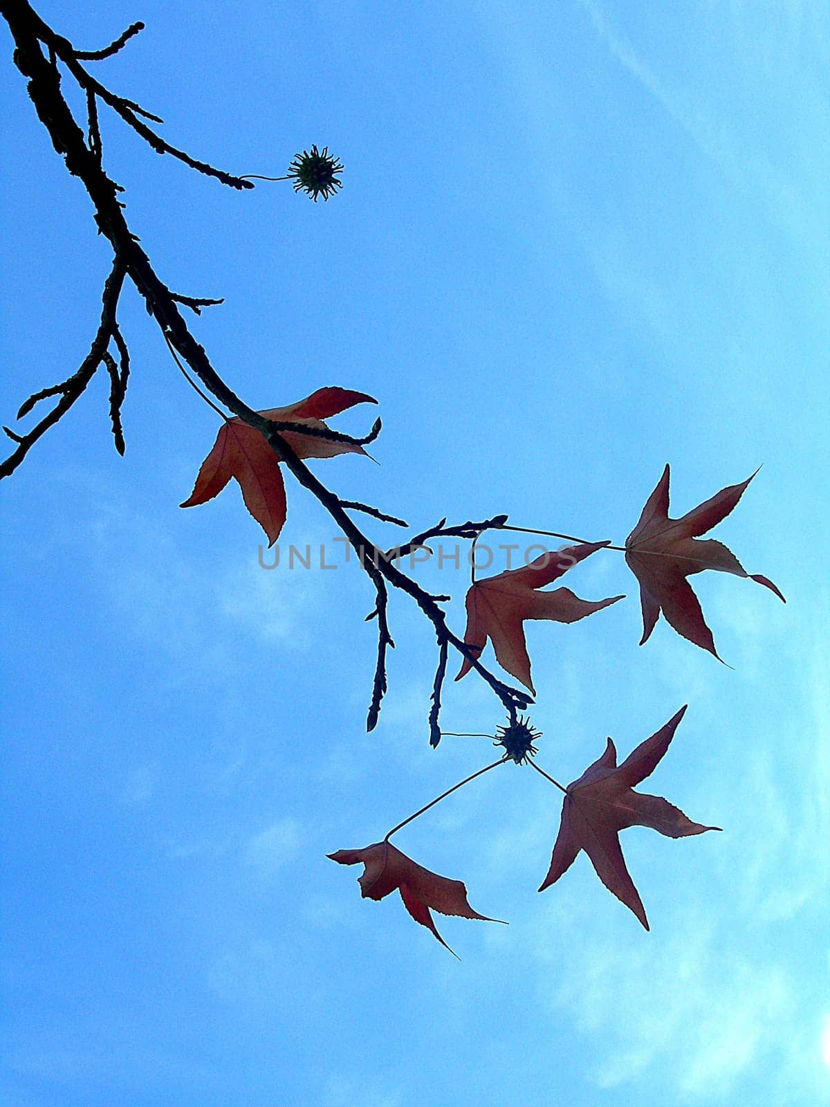 The leaves of the sweetgum tree (Liquidambra) are similar to those of the maple. In autumn,they turn a magnificent bright yellow-orange,burgundy or purple colour. This blaze of colour lasts for a few weeks,the sweetgum tree becomes a real "eye-catcher"". At the older Ho"