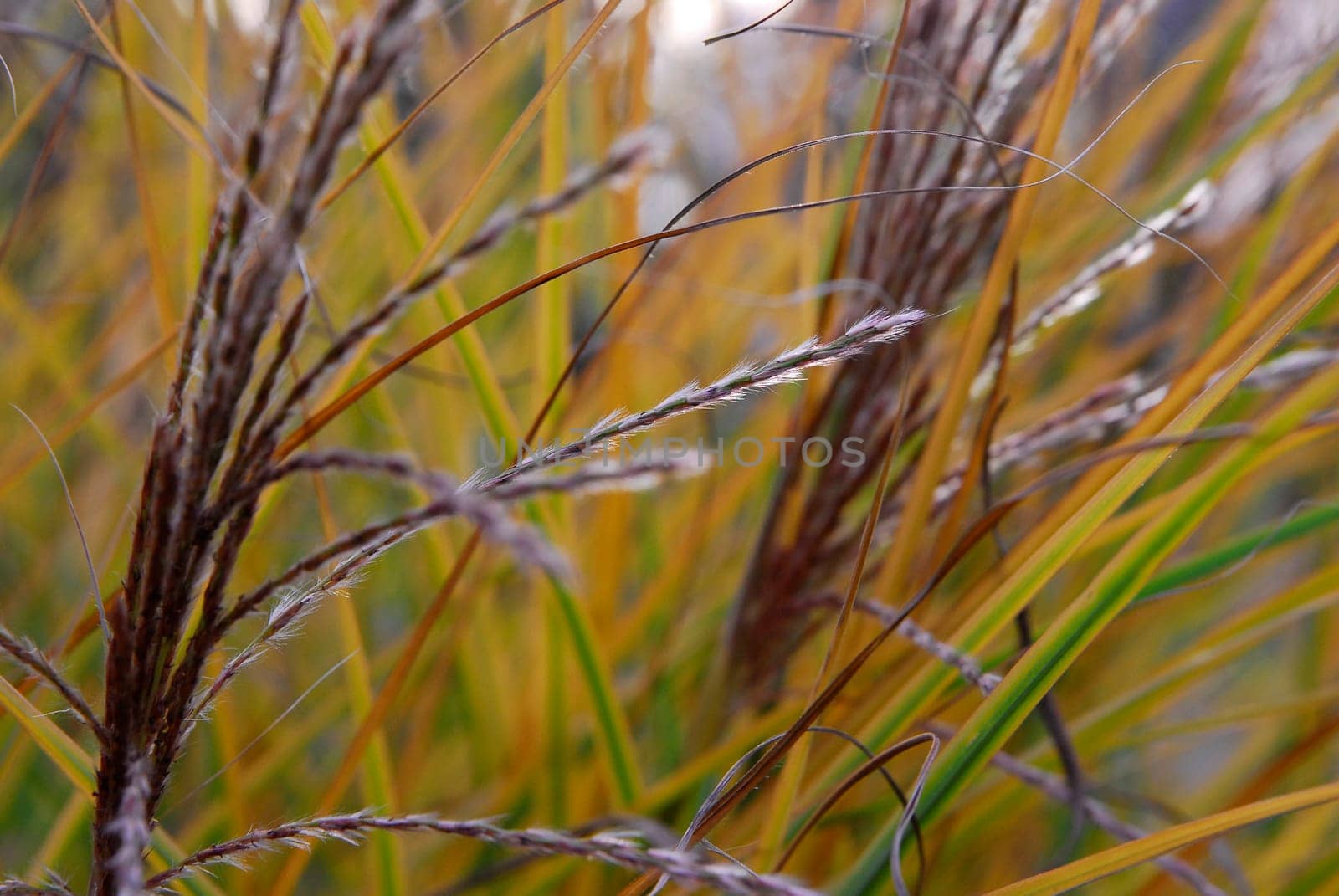 Gentle nature