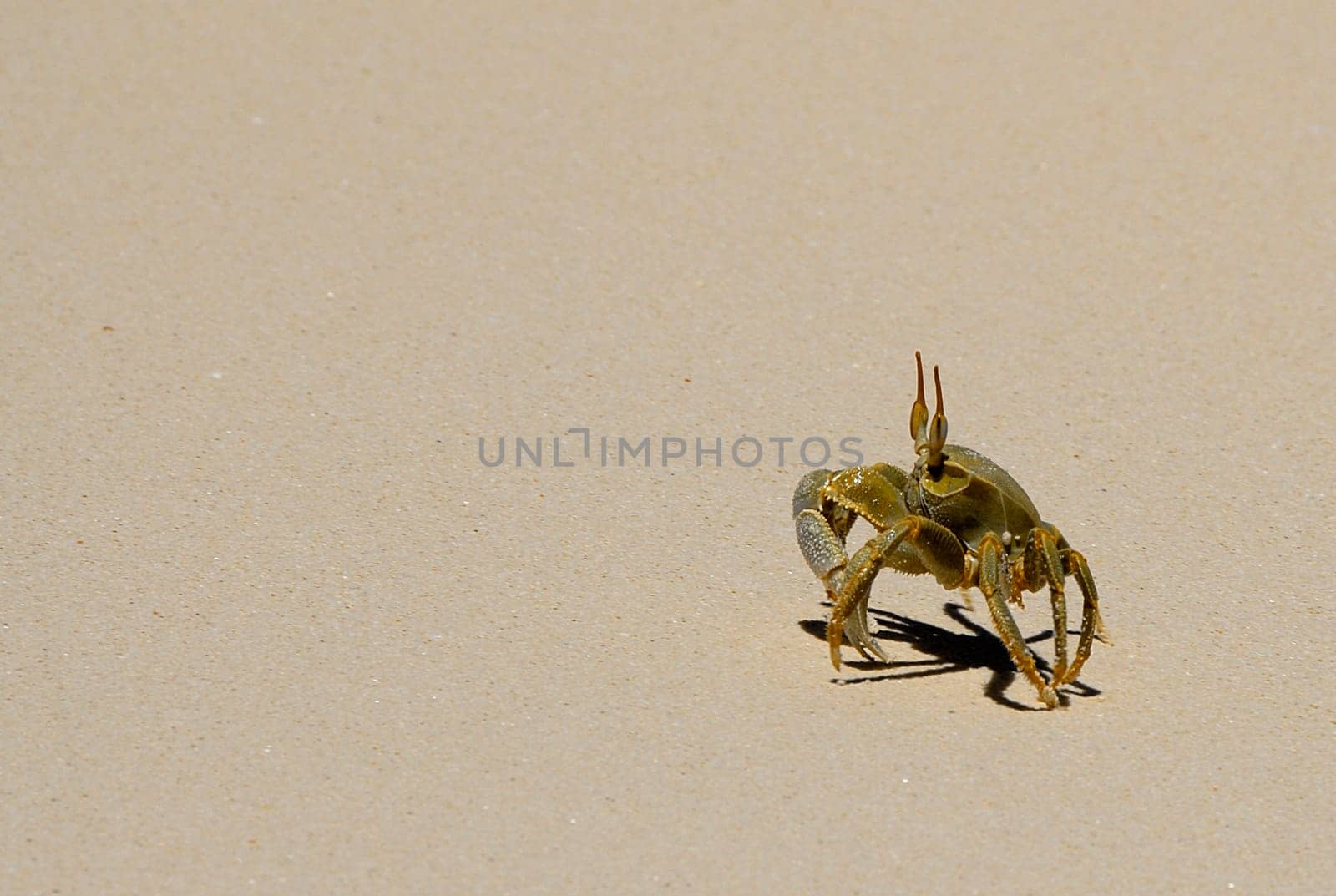 Shore crab