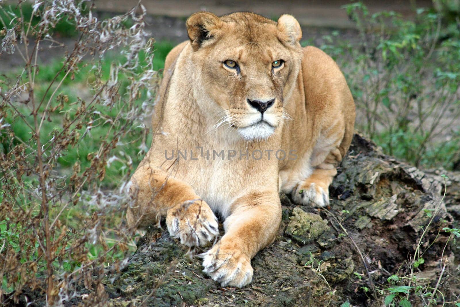 Lion