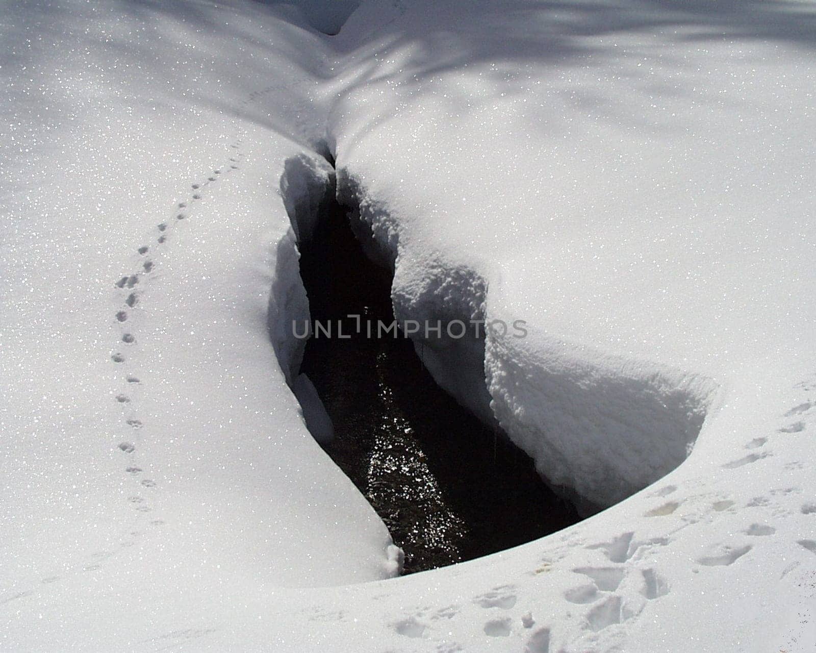 Tracks in the snow