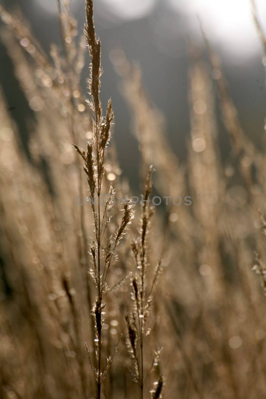 Grasses