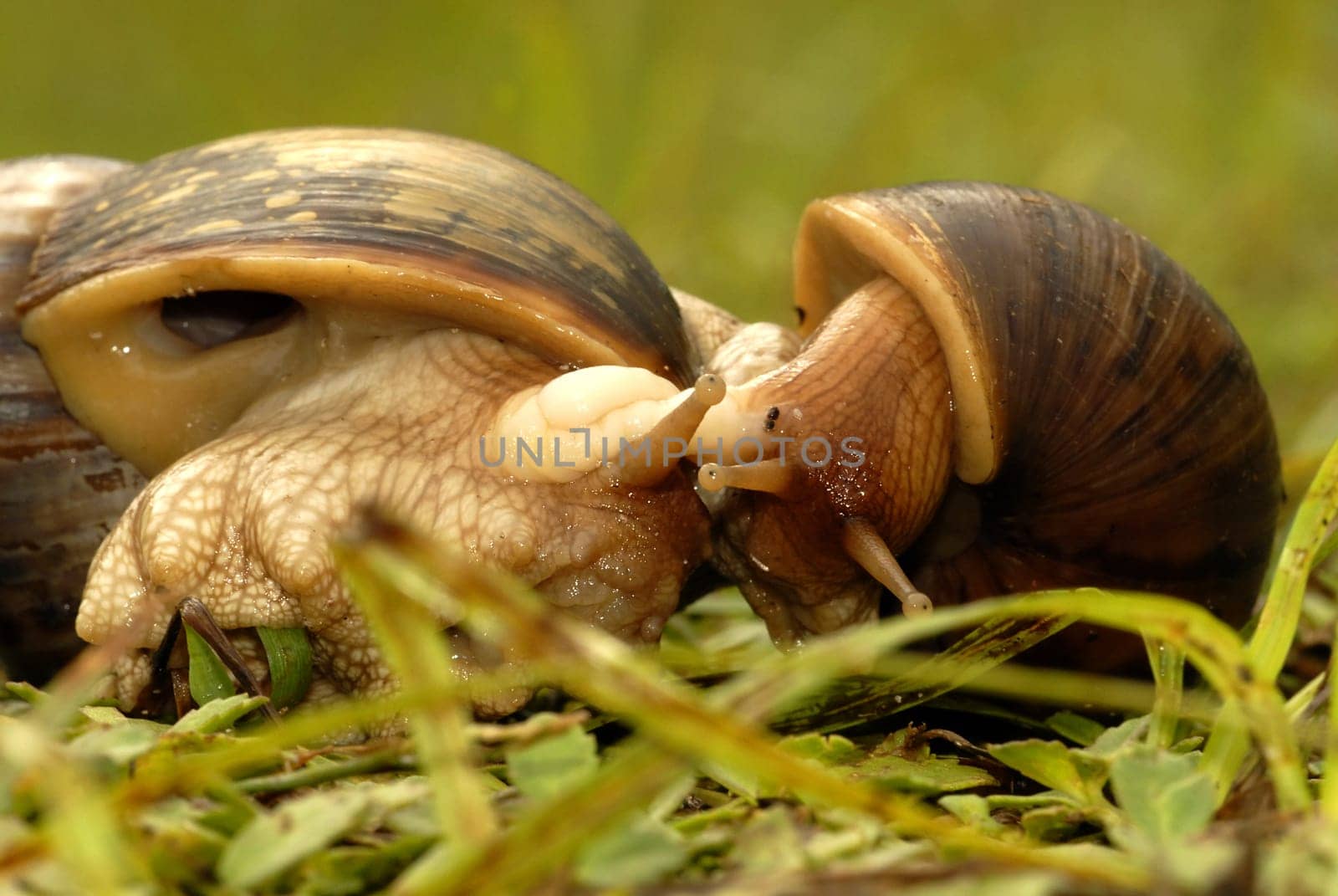 The praslin snails are hermaphrodites,i.e. they have female as well as male genitals. After about 6 months,snails become sexually mature. During mating,two snails entwine each other and extend their love arrow,which is used in the image