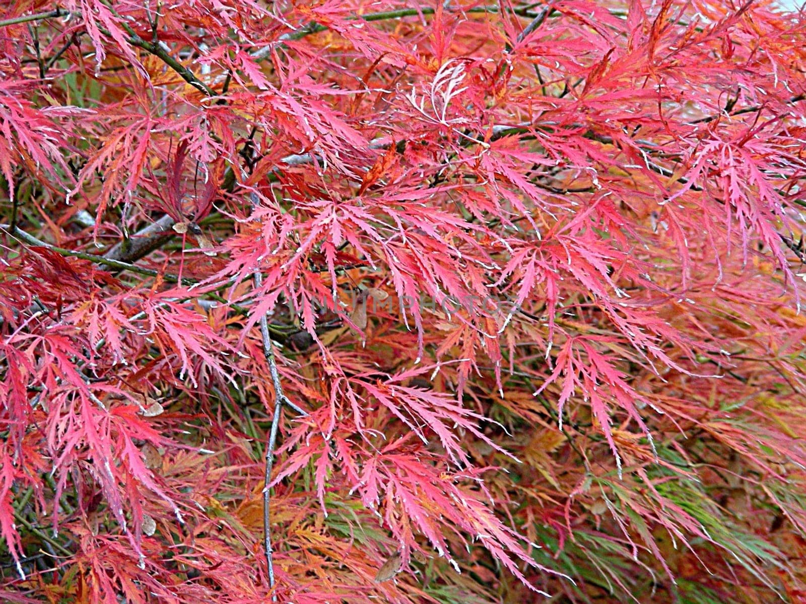 (Acer palmatum,Japanese maple,Japanese maple)