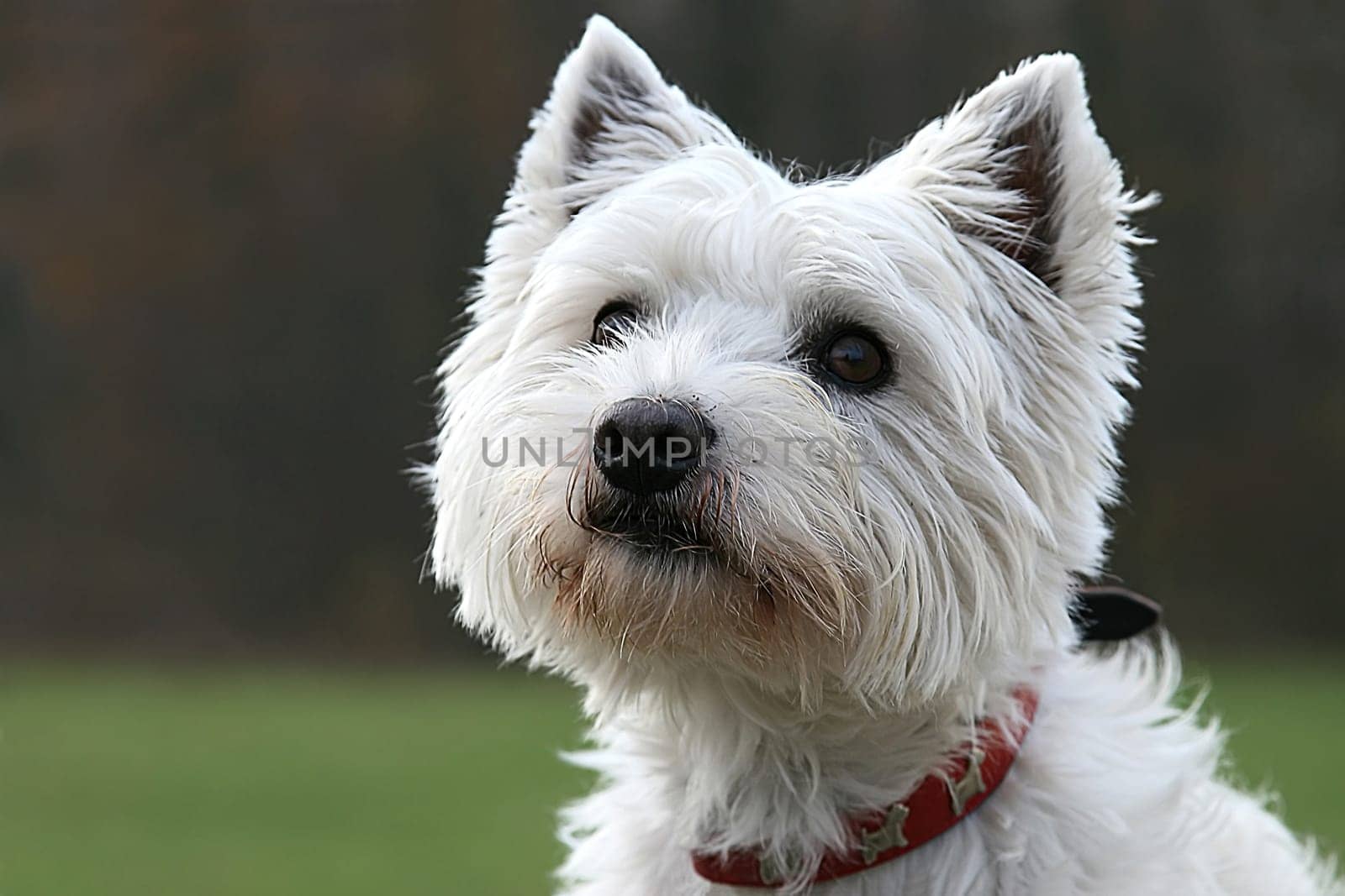 Westie Portrait in the Park