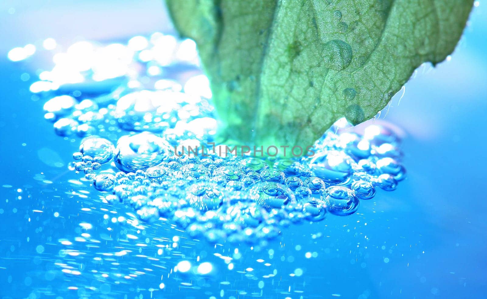 Leaf in the water