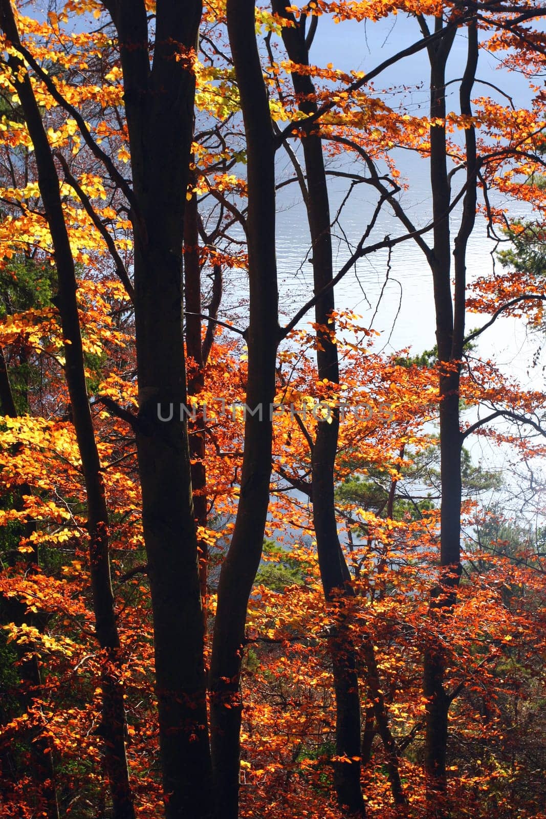 Autumn bonfires
