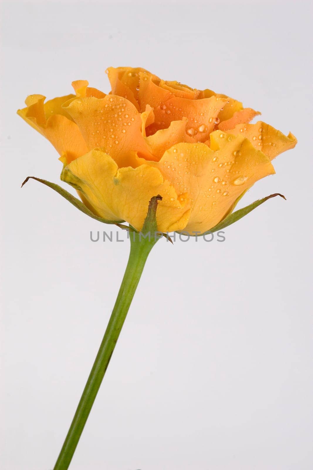 Single yellow rose