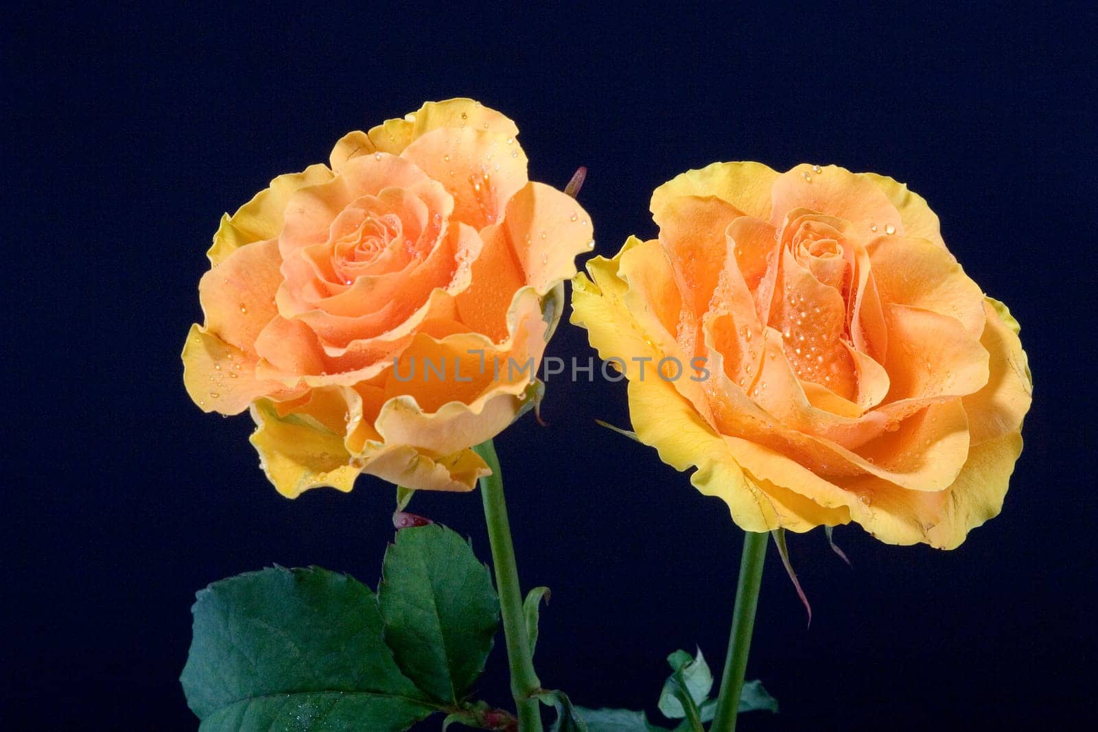 Two yellow roses