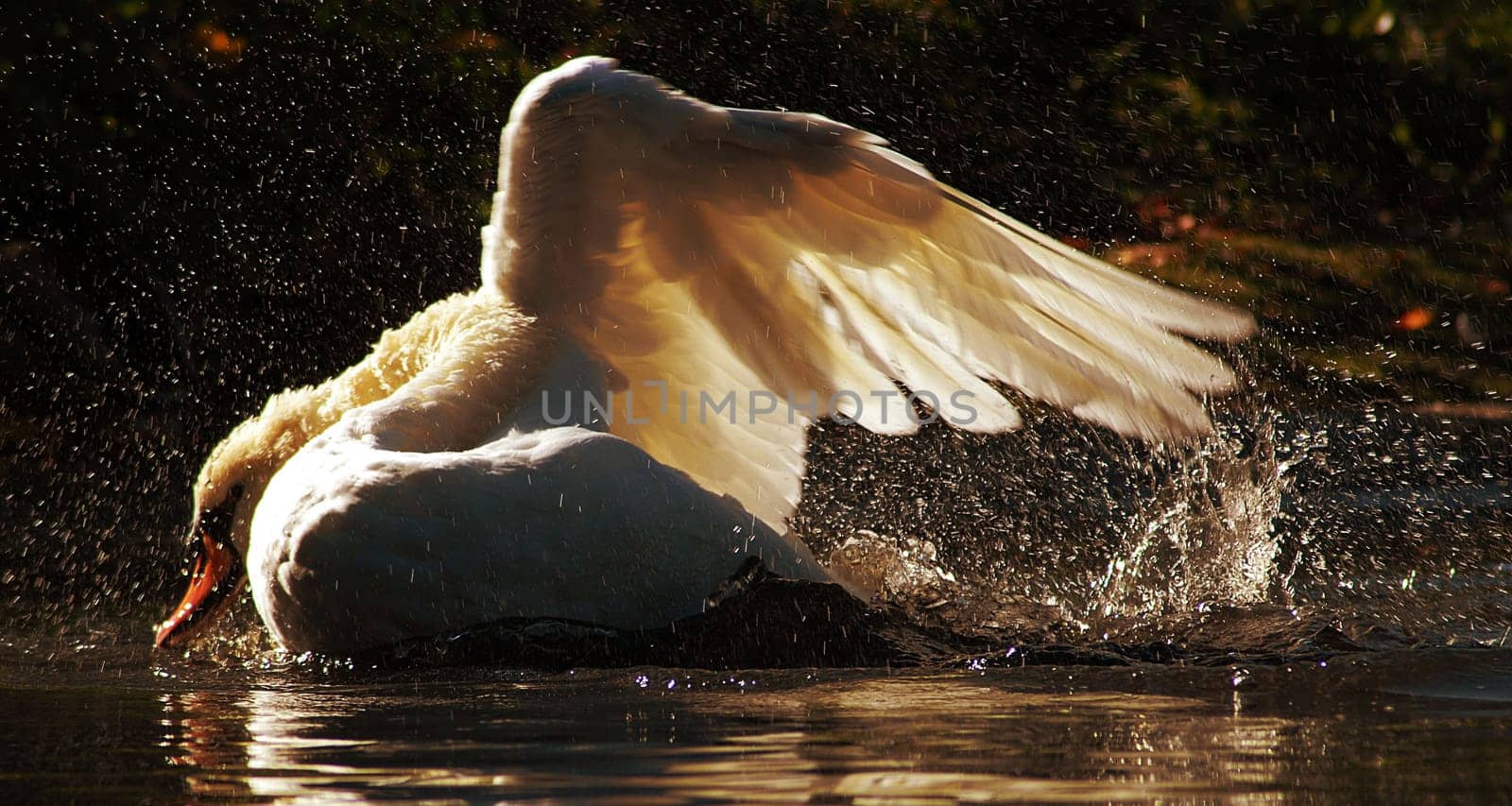 Splash