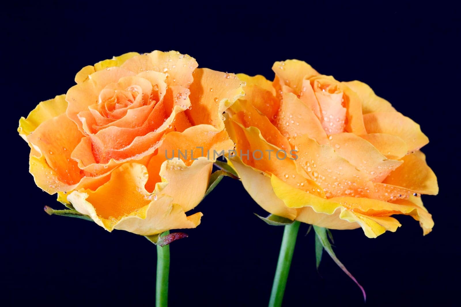 Two roses