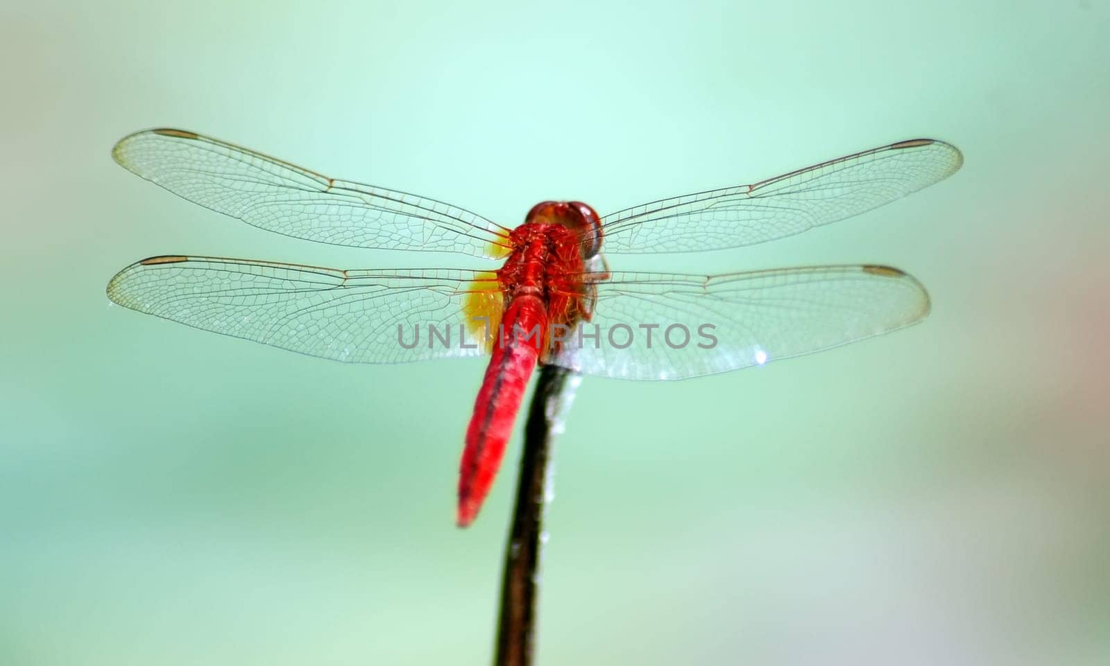 Dragonfly