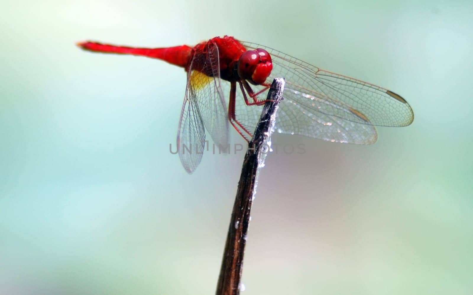 Dragonfly life