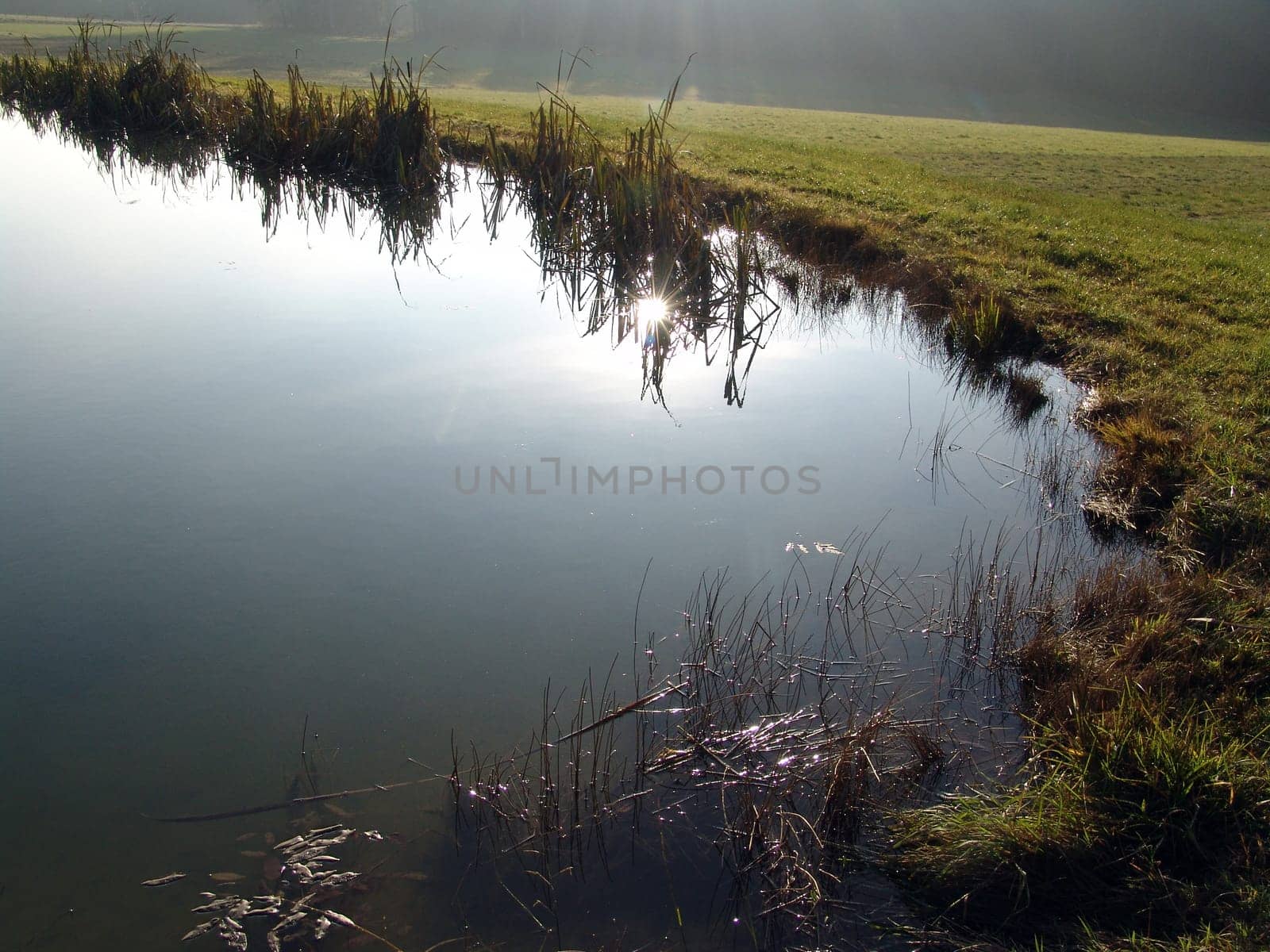 Pond