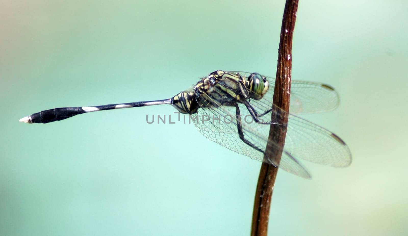 Another dragonfly