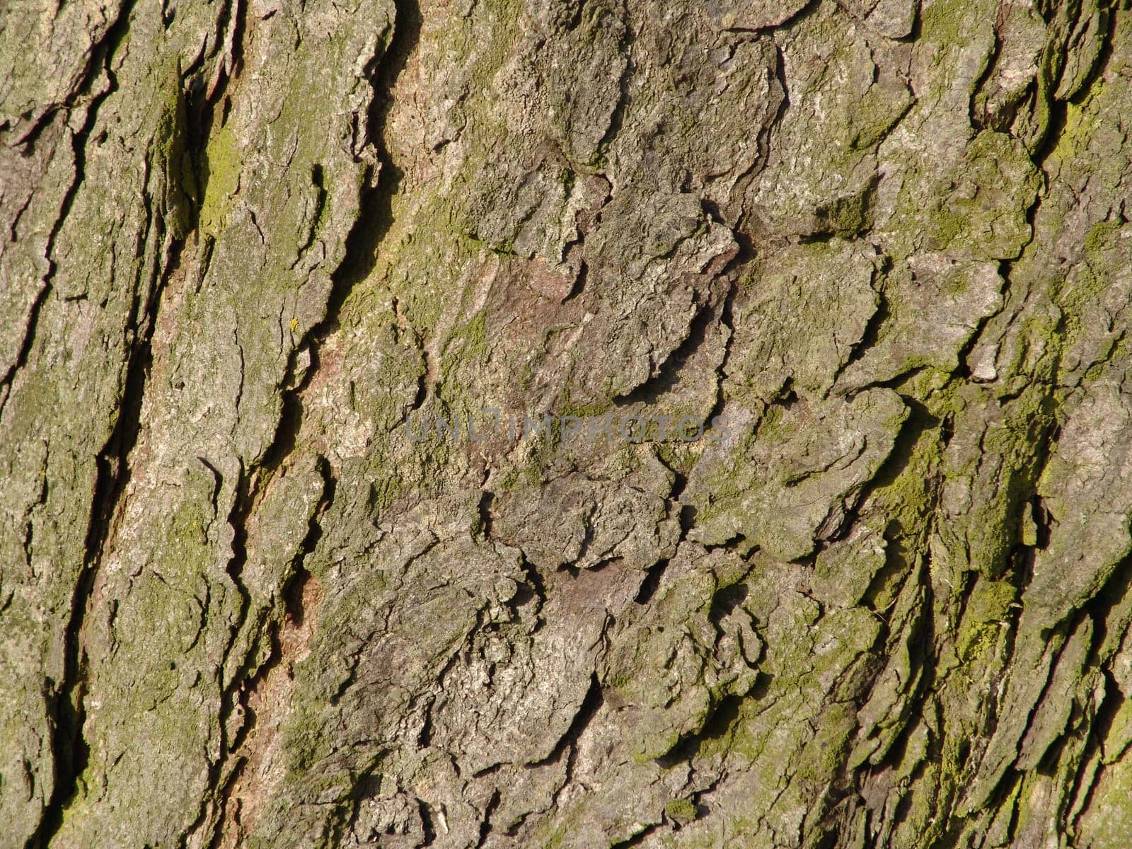 Chestnut bark