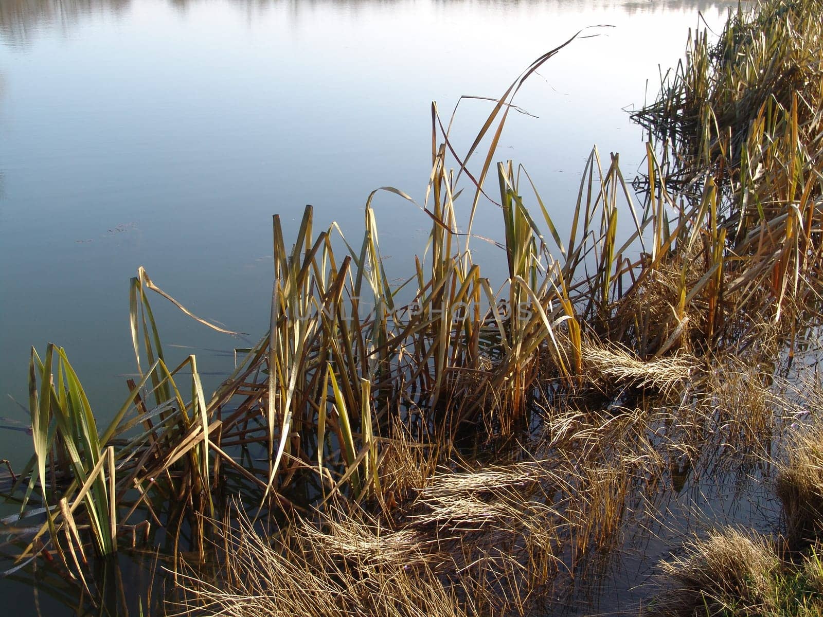Reed grass