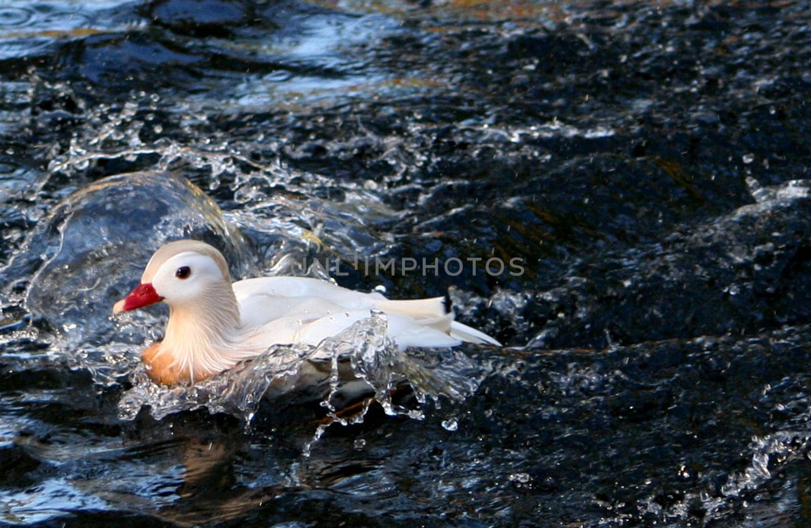 Duck Power