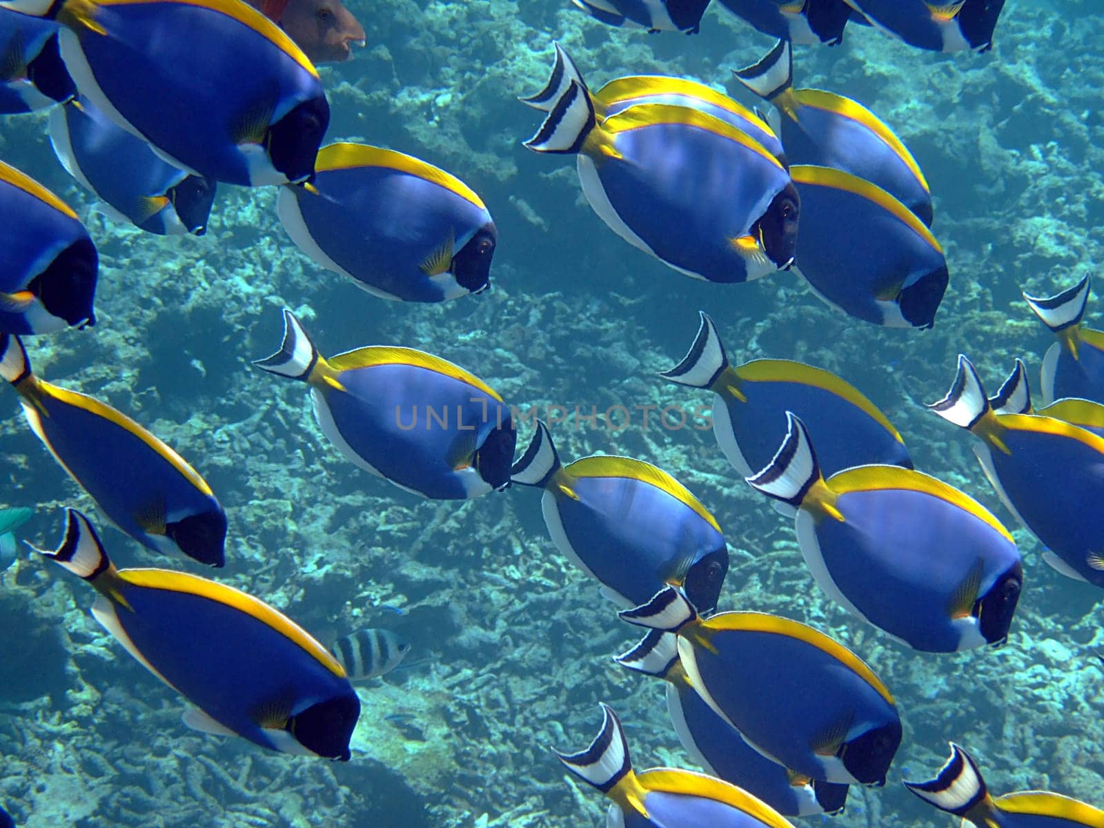 On the reefs of the Seychelles,the white-throated surgeonfish is one of the most common fish. I met these bright blue fellows with their bright yellow fins and the characteristic white throat almost everywhere I saw a Schno.