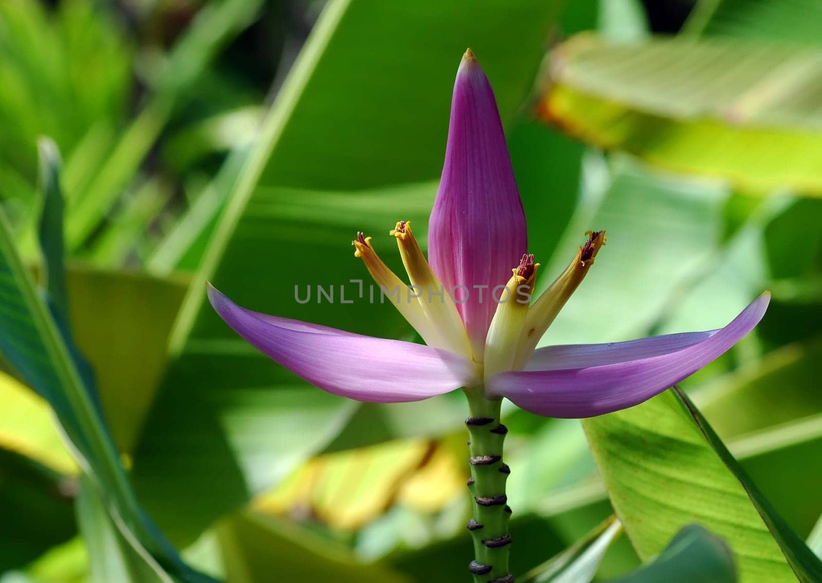 Banana blossom