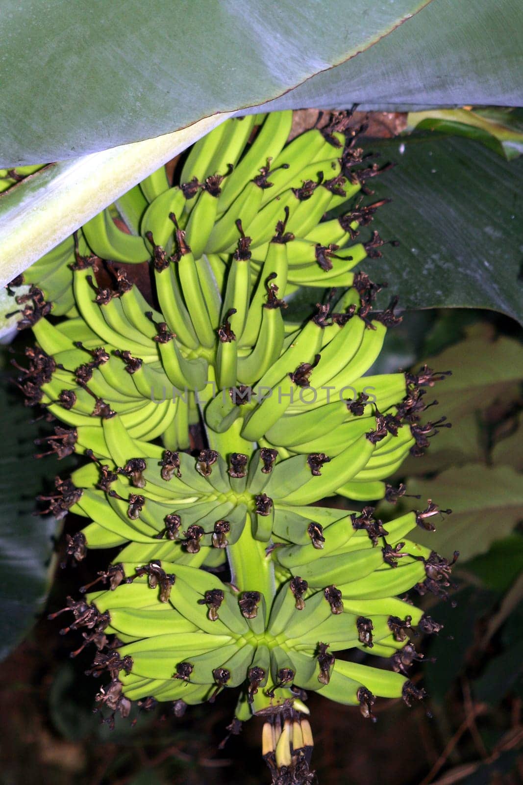 Banana tree