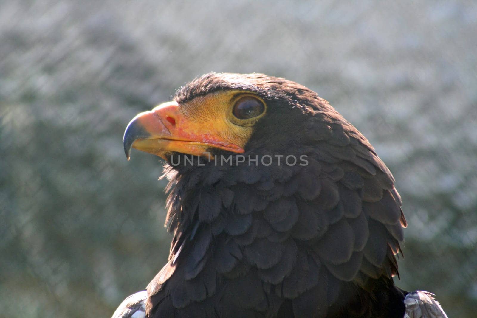 Eagle bird