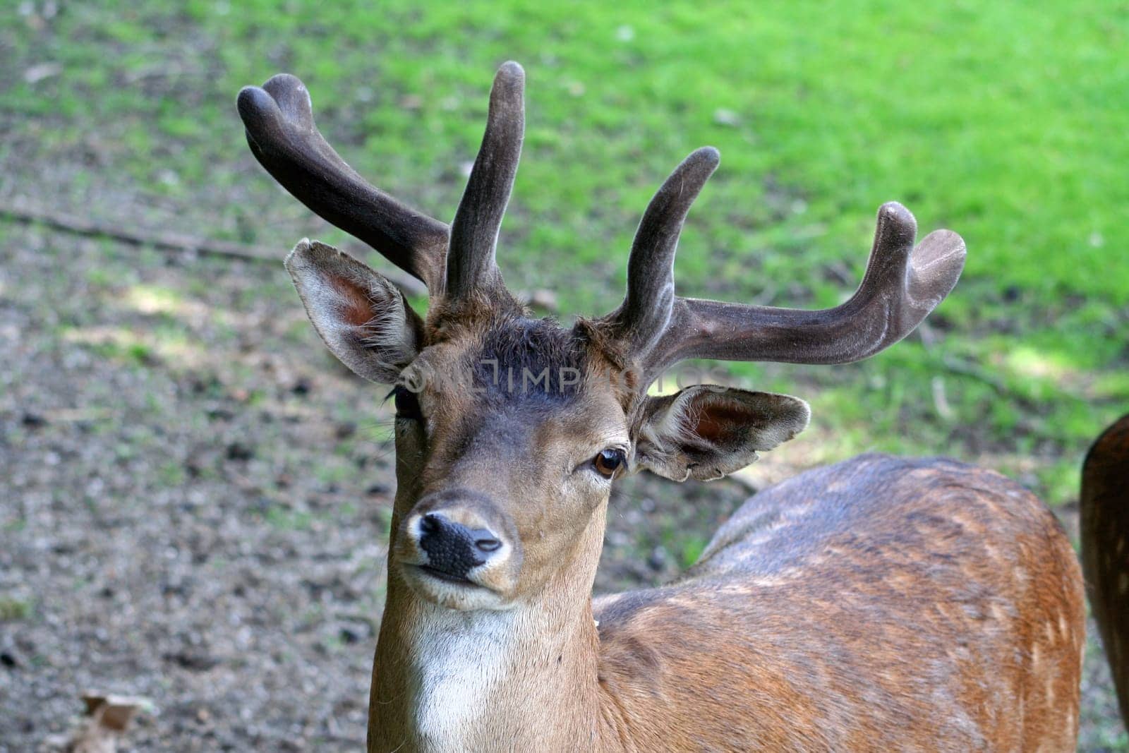 Fallow deer