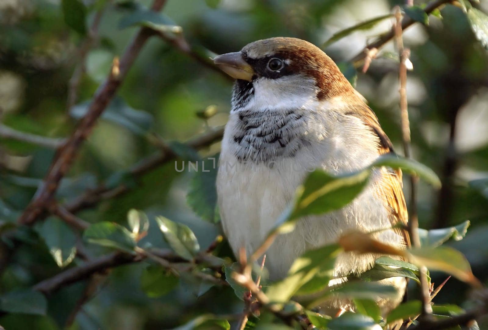 Sparrow in the box