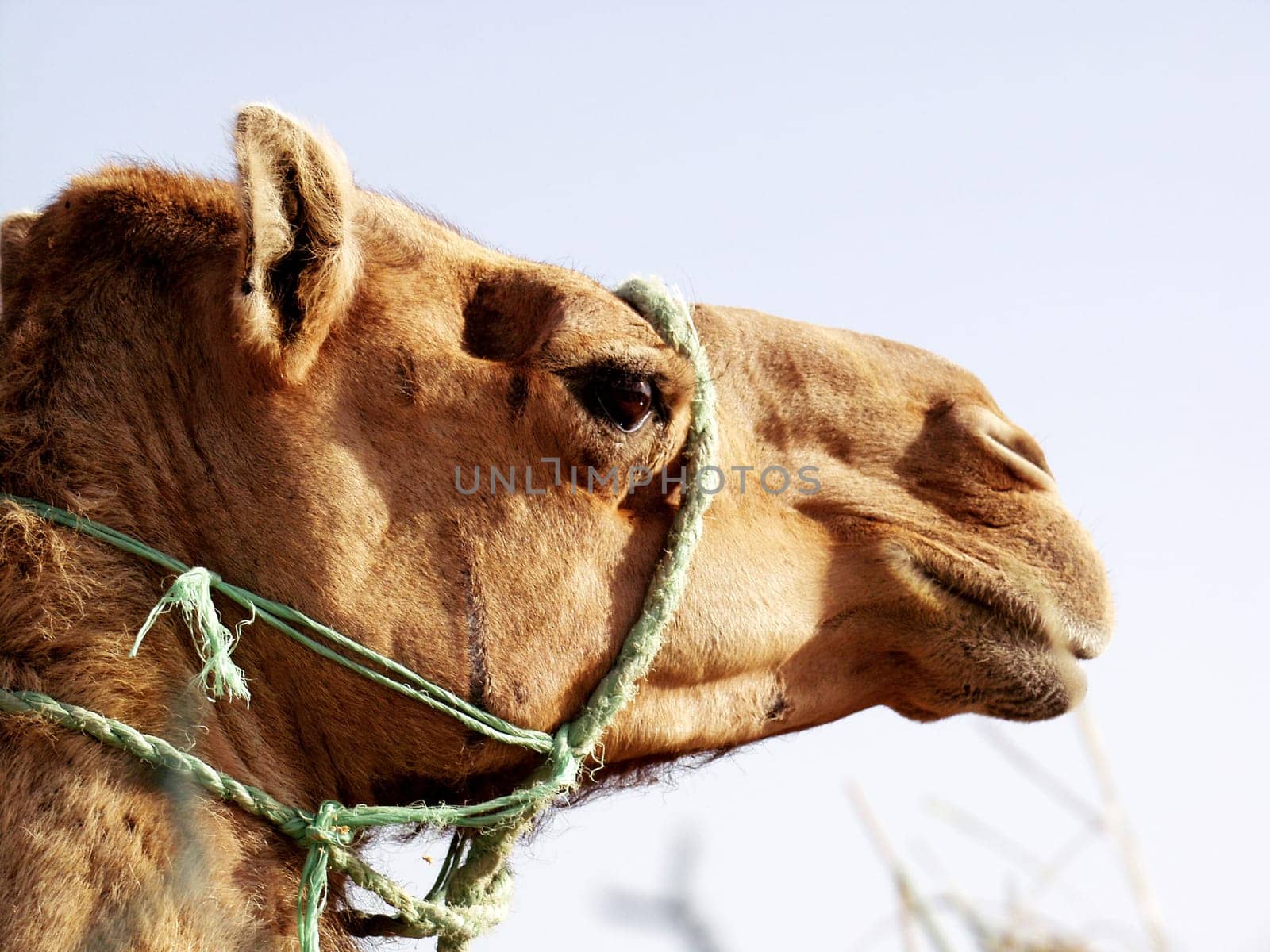 Camel profile