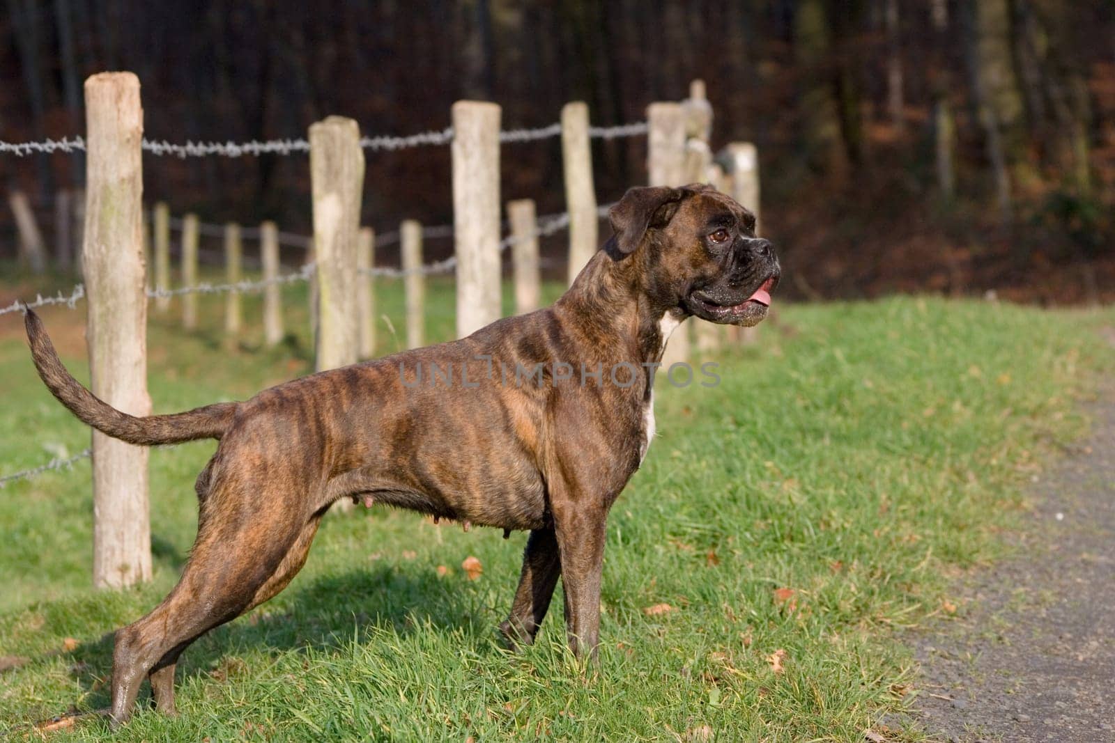 Boxer sideways standing in front of fence