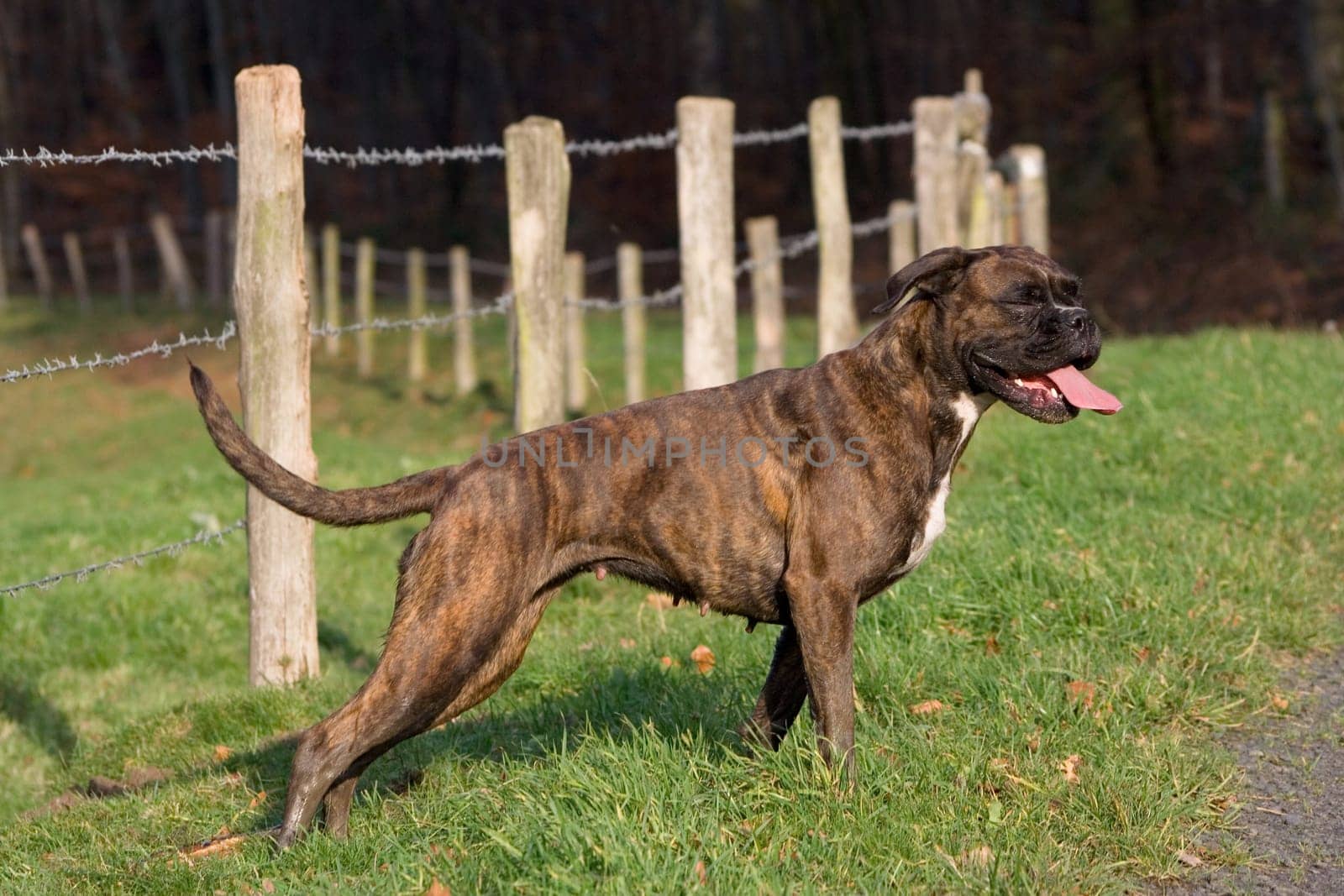 Boxer apparently laughing