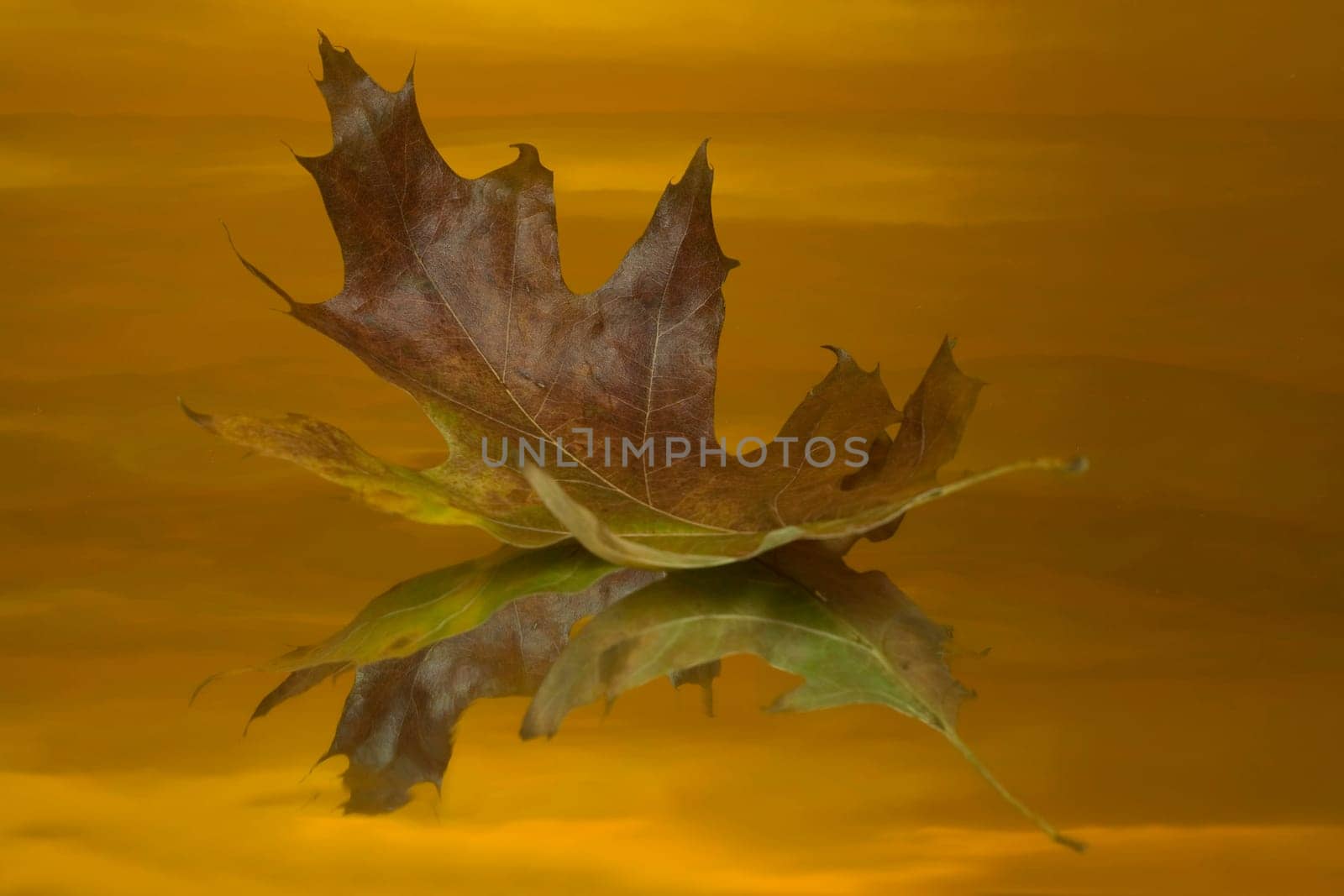 colorful oak leaf on a reflective background