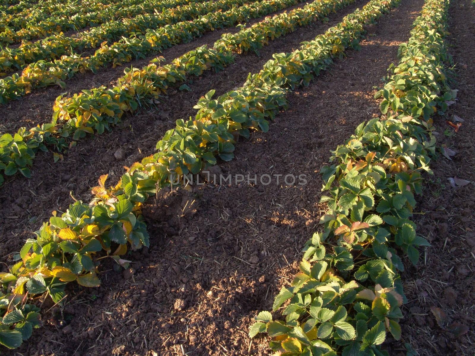 Strawberry field