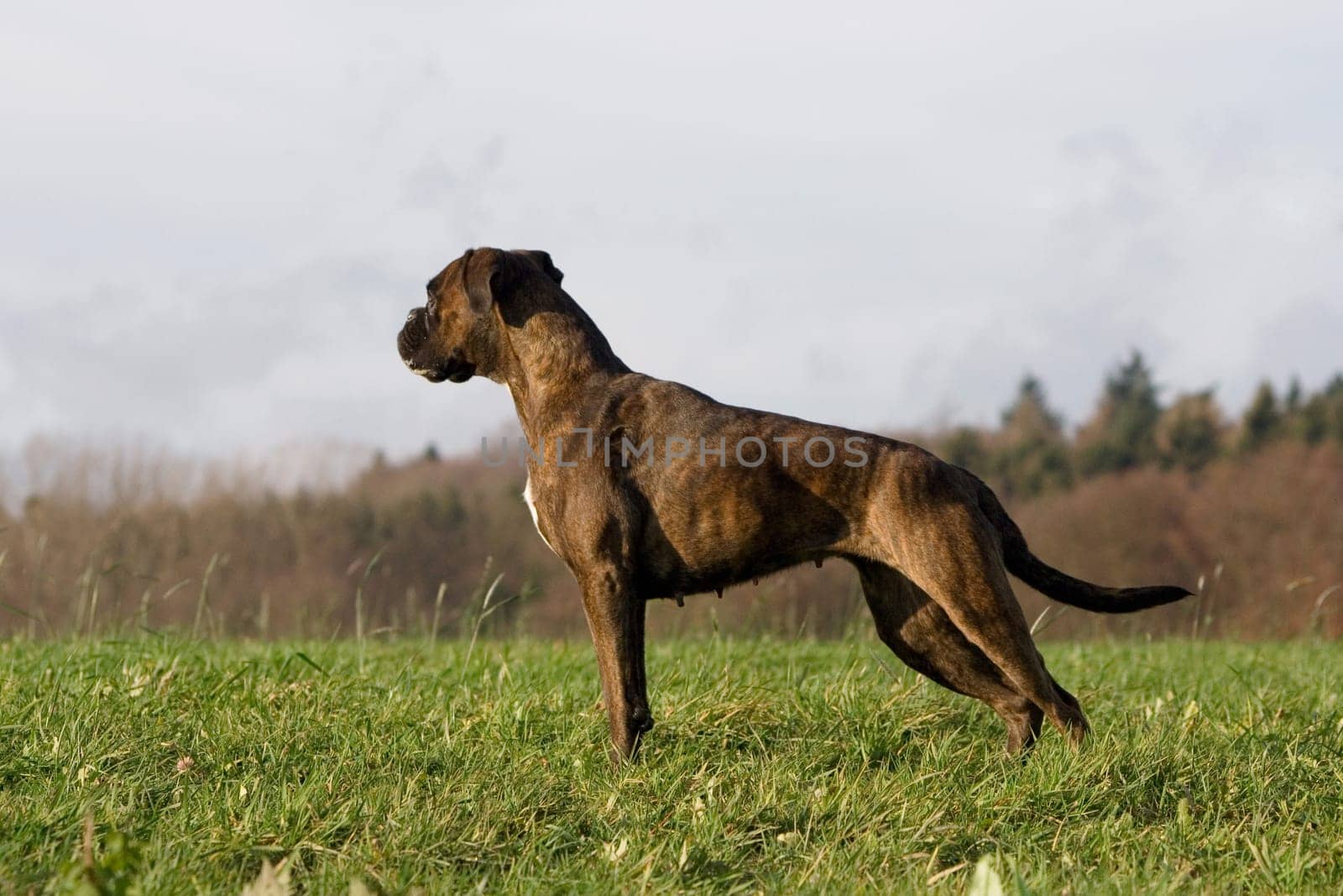 Boxer in profile