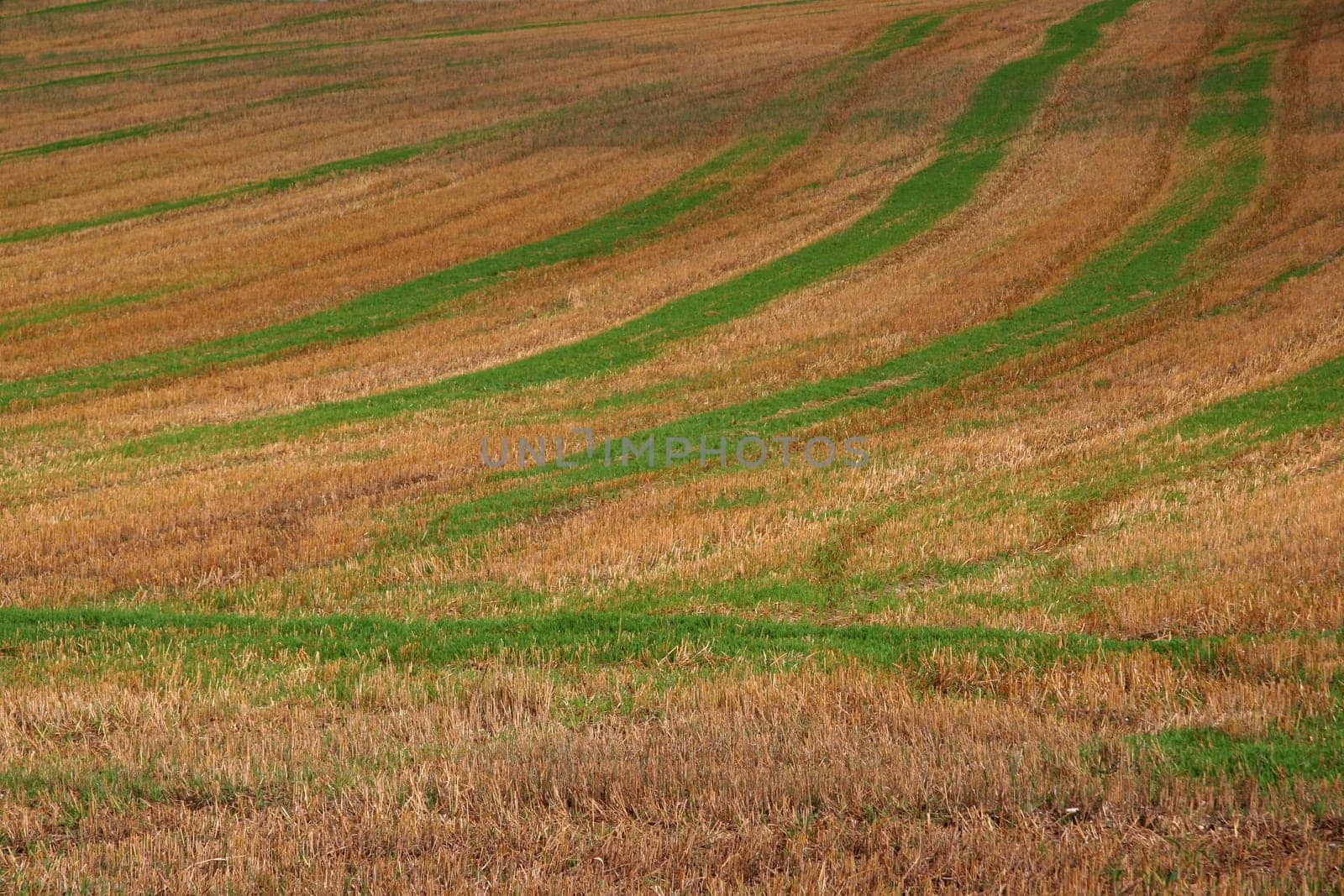 harvested field