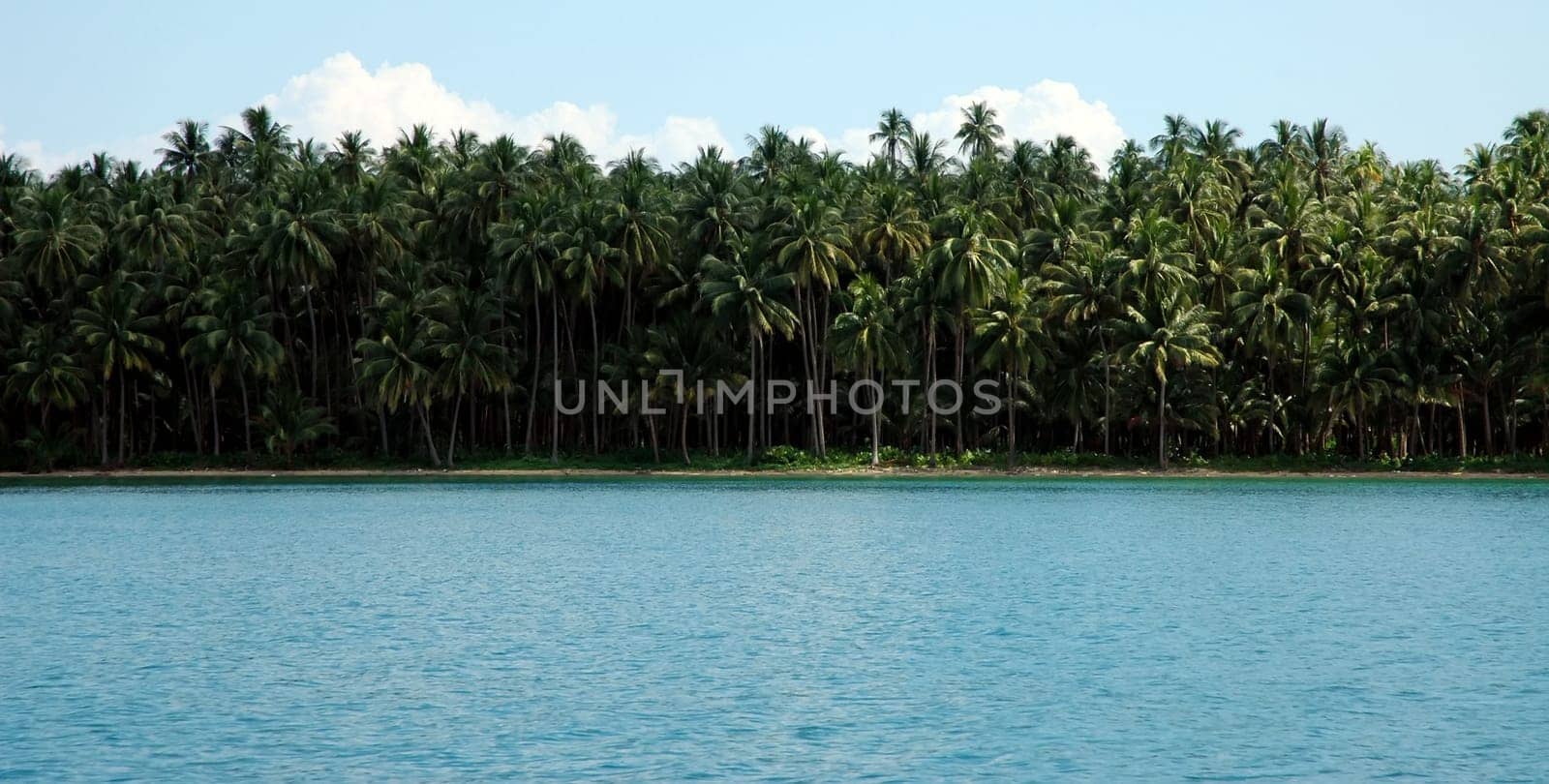 Palm forest