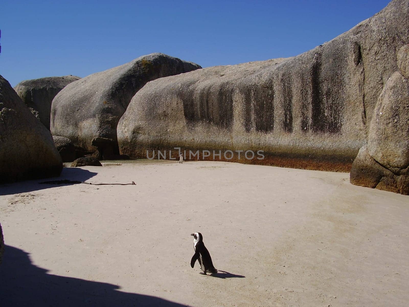 Penguin on the beach in South Africa