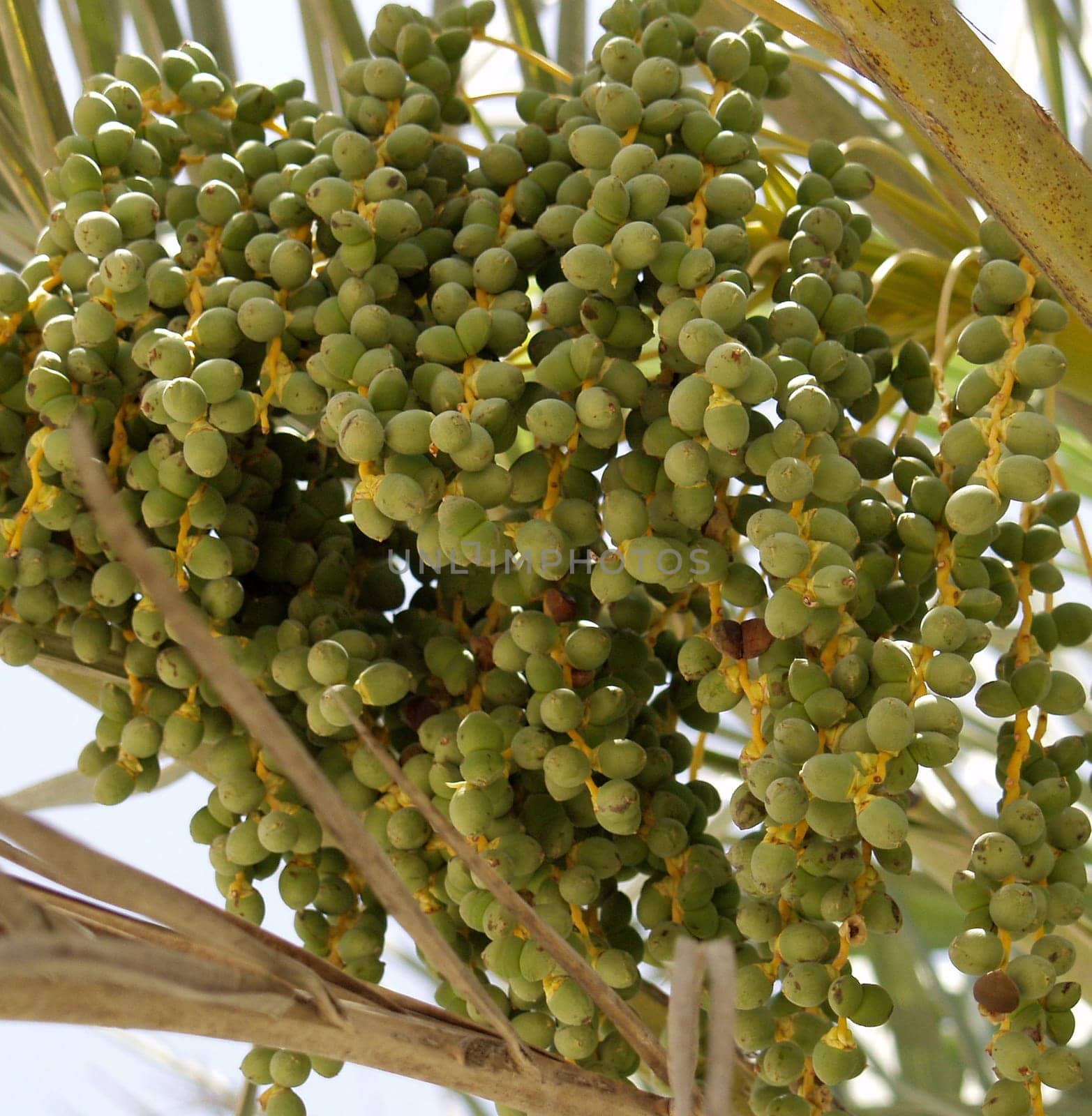 Date palm