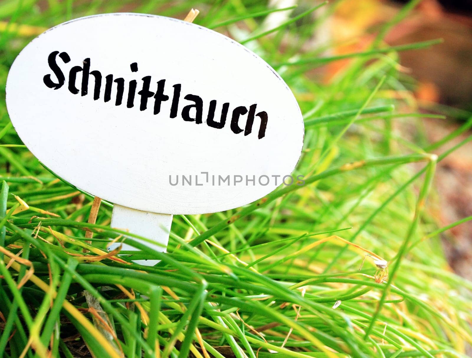 ... also called chives. Seen in a herb garden