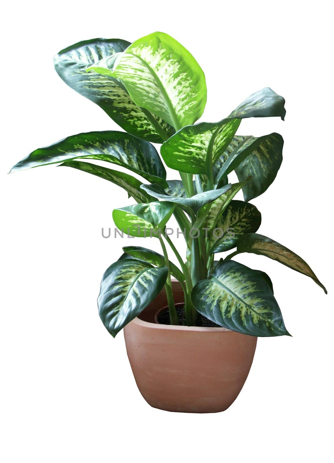 Dieffenbachia (Dieffenbachia)