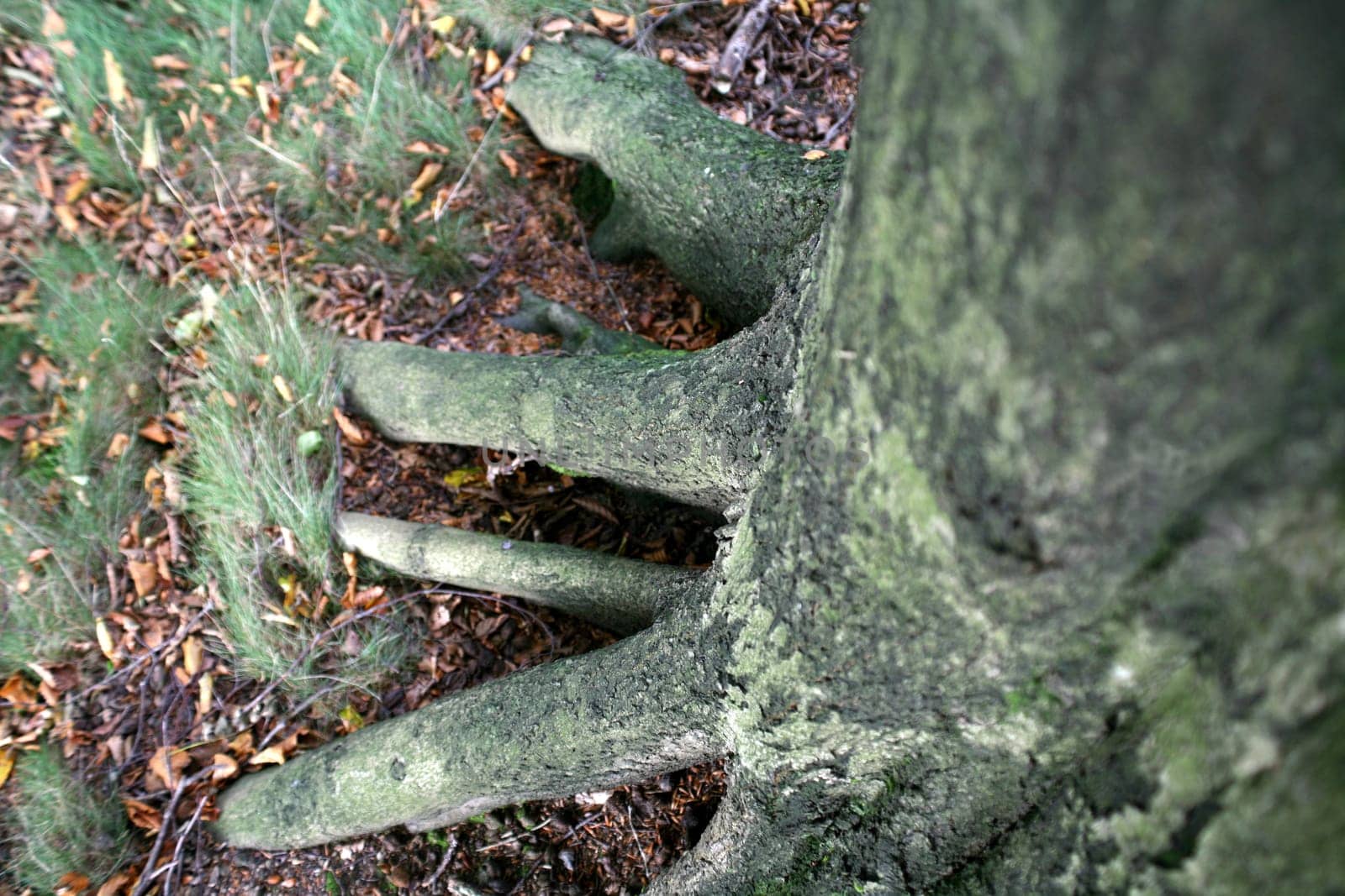 Firmly rooted European beech