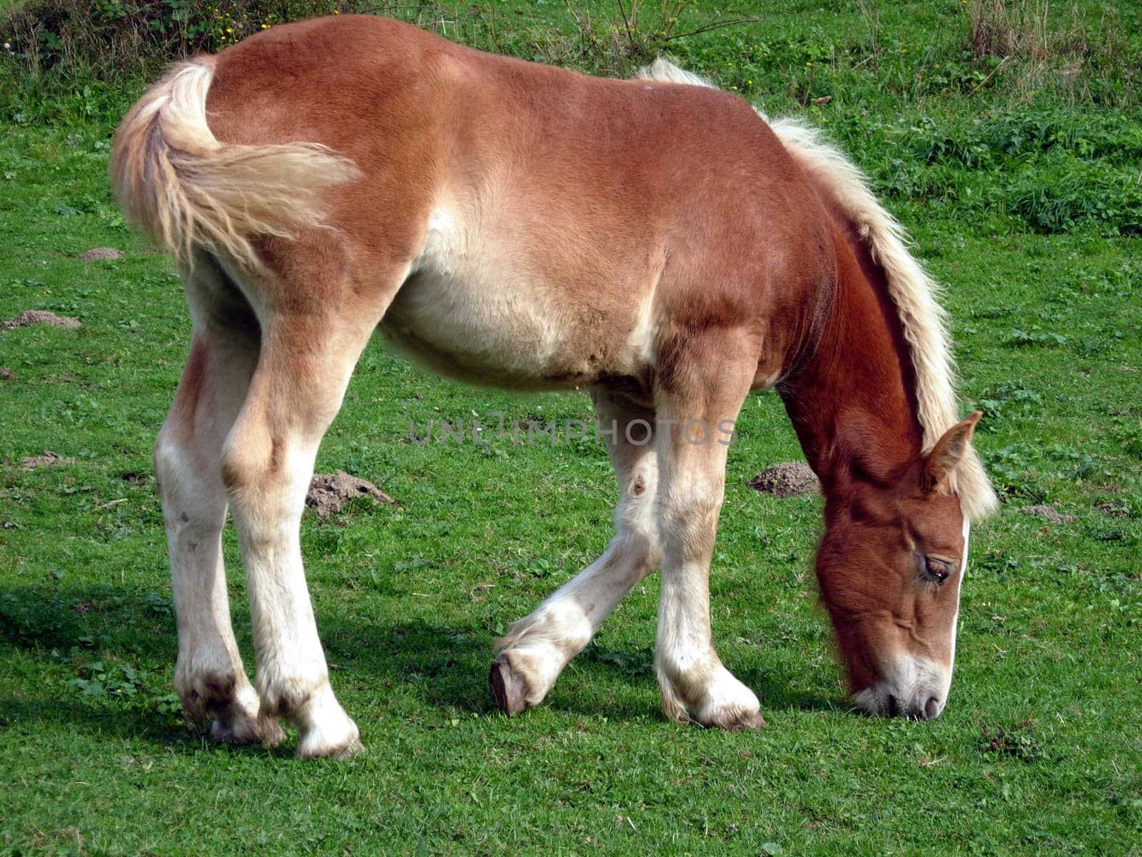 Cold-blooded foals in a pasture